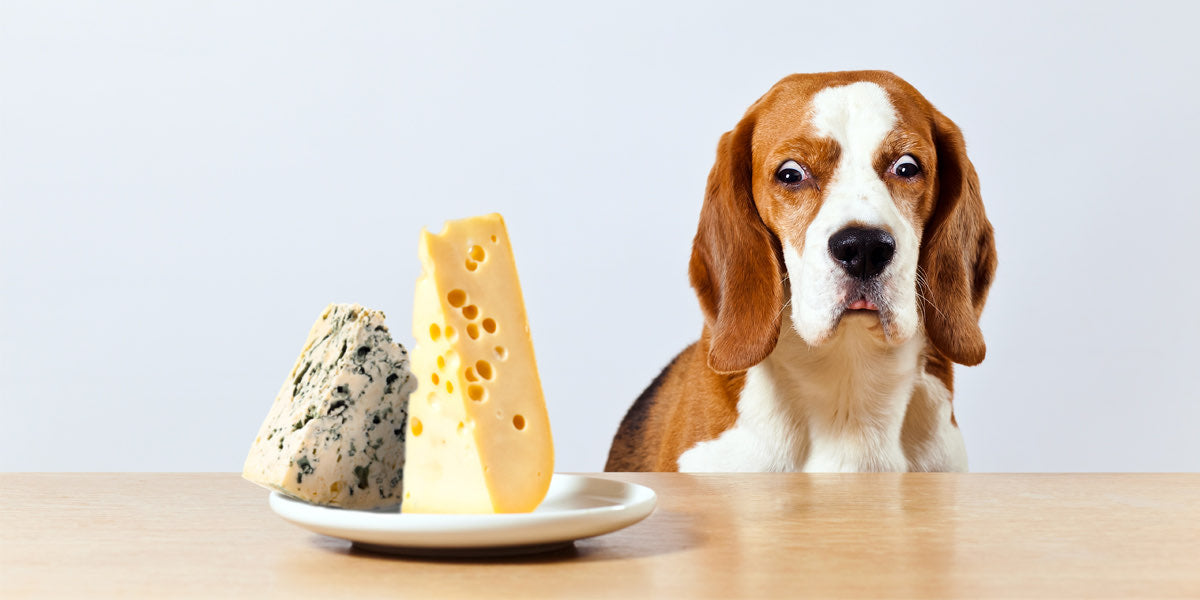 Can Dogs Eat Cheese?