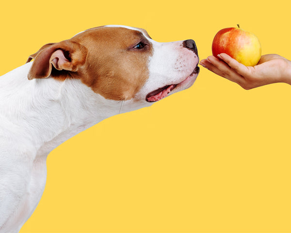 Can dogs eat fruit?
