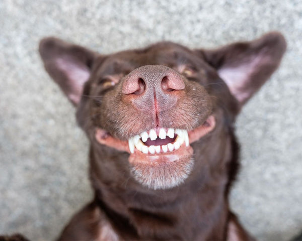 6 Tips for Doggie Dental Care