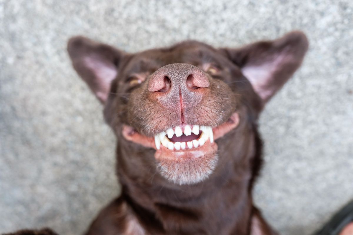 6 Tips for Doggie Dental Care