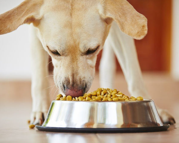When to Consider a Limited Ingredient Diet Dog Food