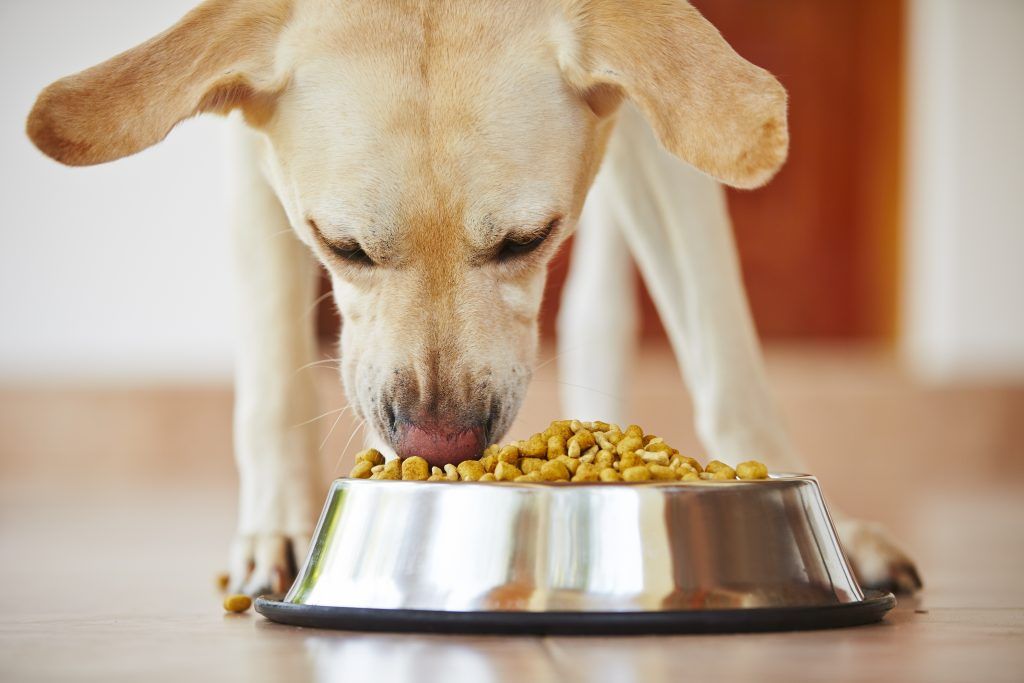 When to Consider a Limited Ingredient Diet Dog Food