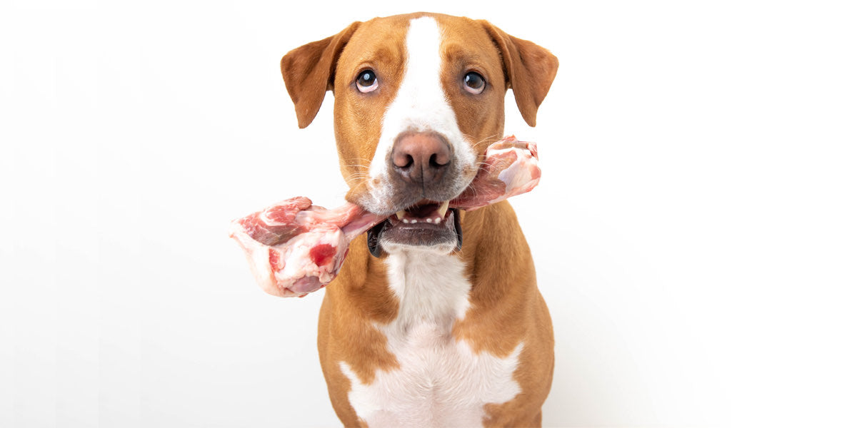 Are Bones Good for Dogs