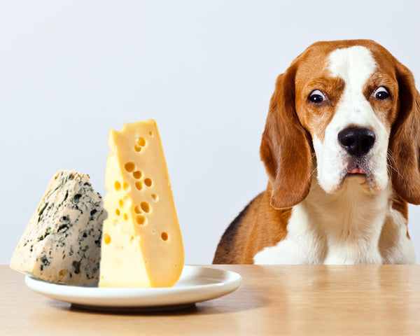 Can Dogs Eat Cheese?