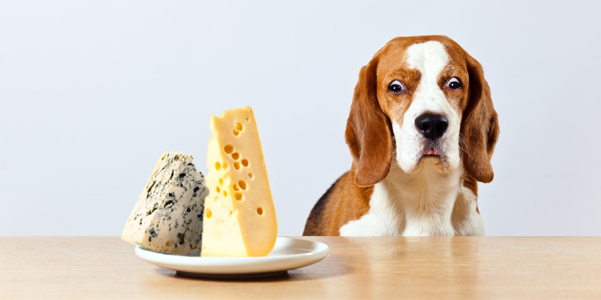 Can Dogs Eat Cheese? Safe Types & Expert Feeding Guide