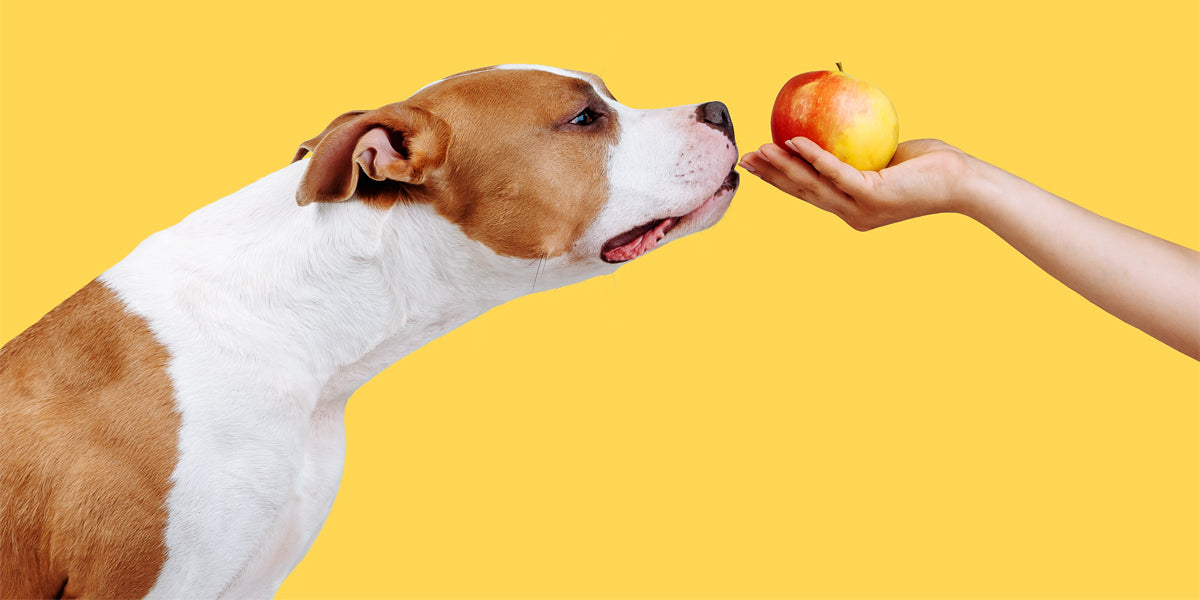 Can dogs eat fruit?
