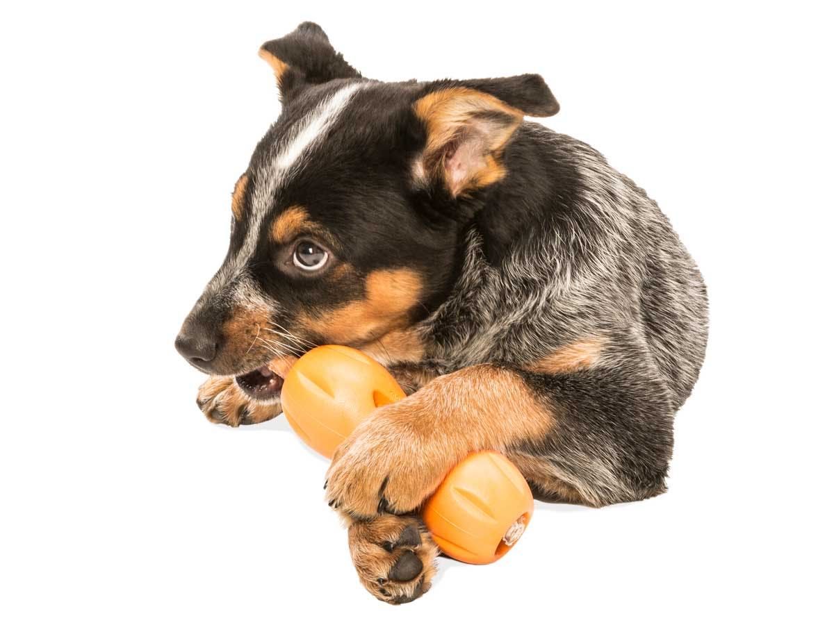 West Paw Design Qwizl Treat Toy - 4
